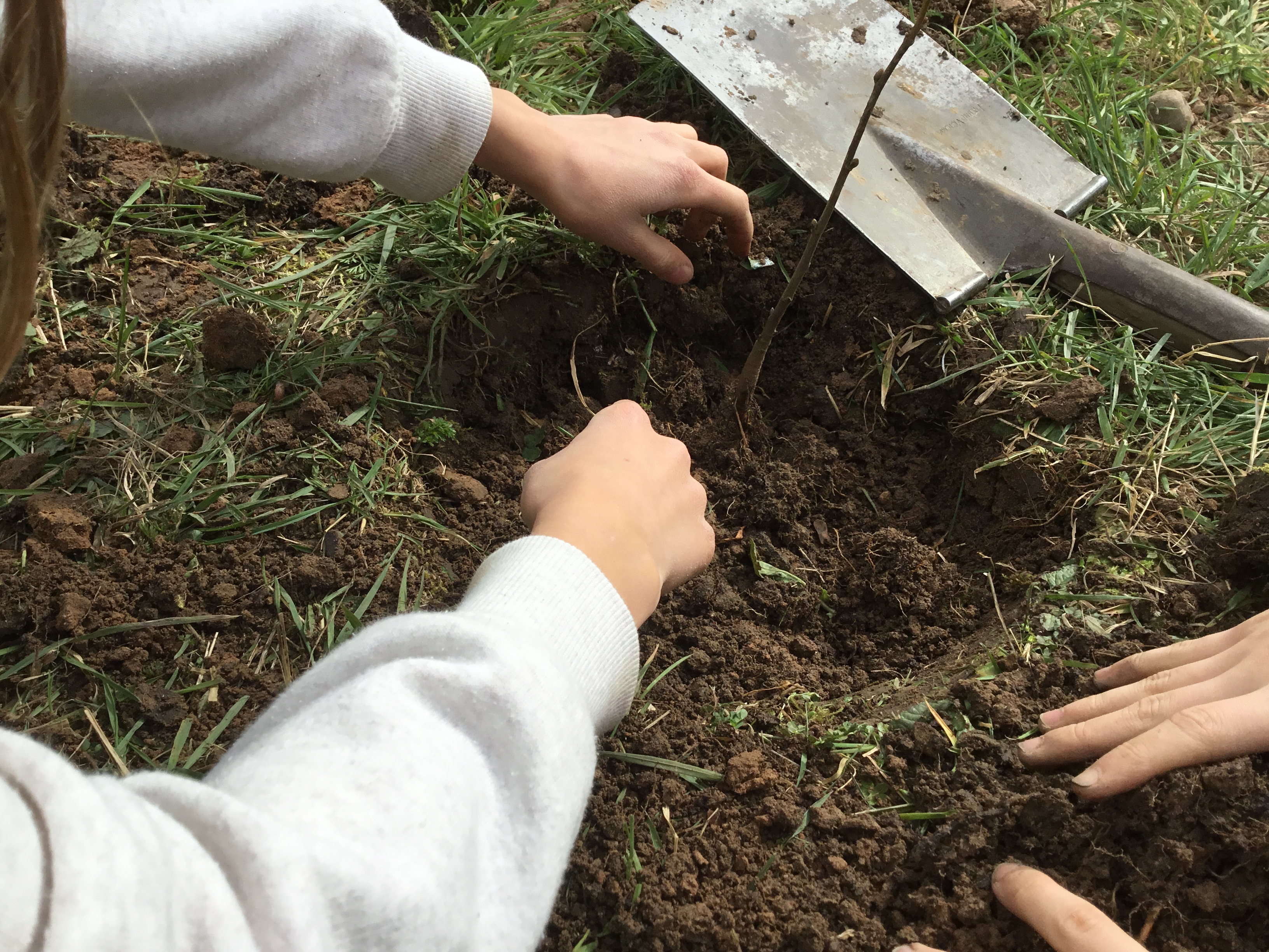 ESG-Schüler pflanzen Bäume